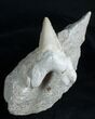 Otodus Fossil Shark Tooth In Matrix #3513-3
